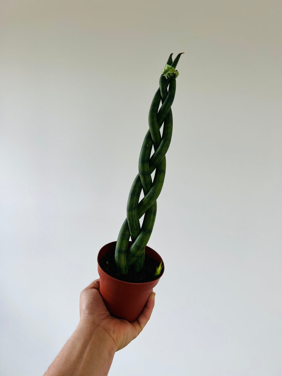 Sansevieria Dragon Fingers - Triple Braided Snake Plant - 4