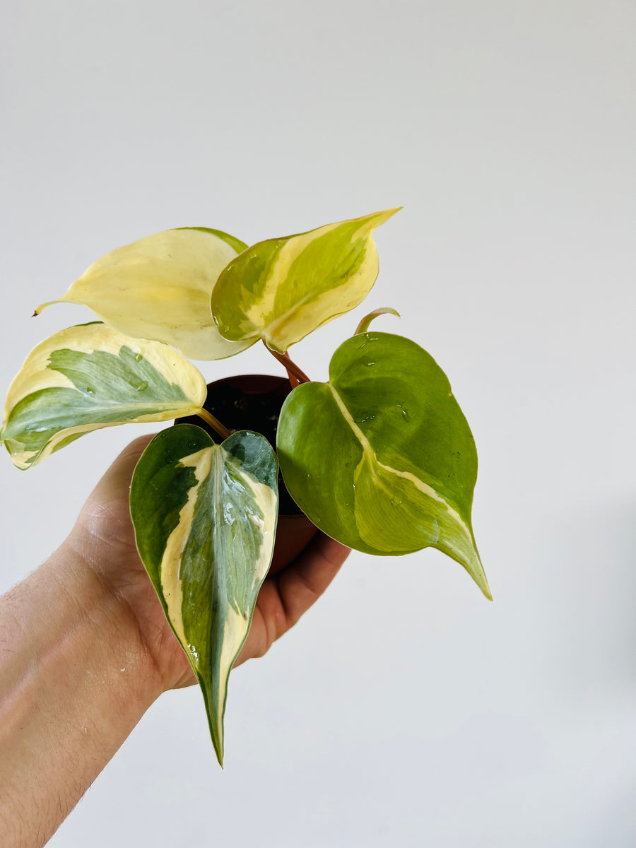 Philodendron Cream Splash - Grown From Mother Plant B - 3