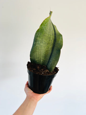 Sansevieria Whalefin White Variegated - 6