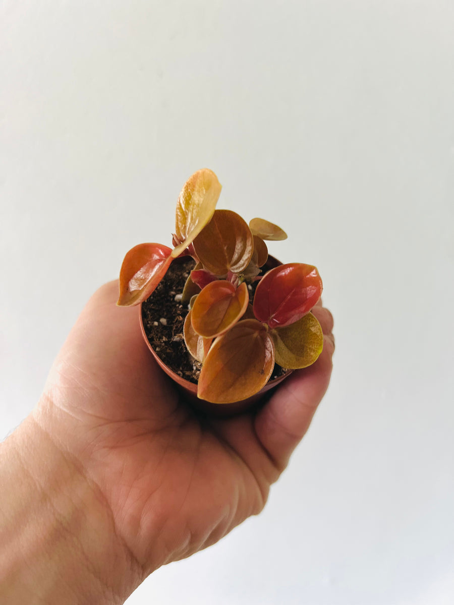 Peperomia ‘Harmony’s Great Pumpkin’ - 3