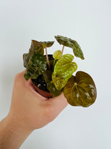 Peperomia ‘Harmony’s Midnight Wave' - 2