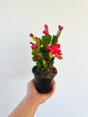 Christmas Cactus - Schlumbergera Zygocactus  - 4