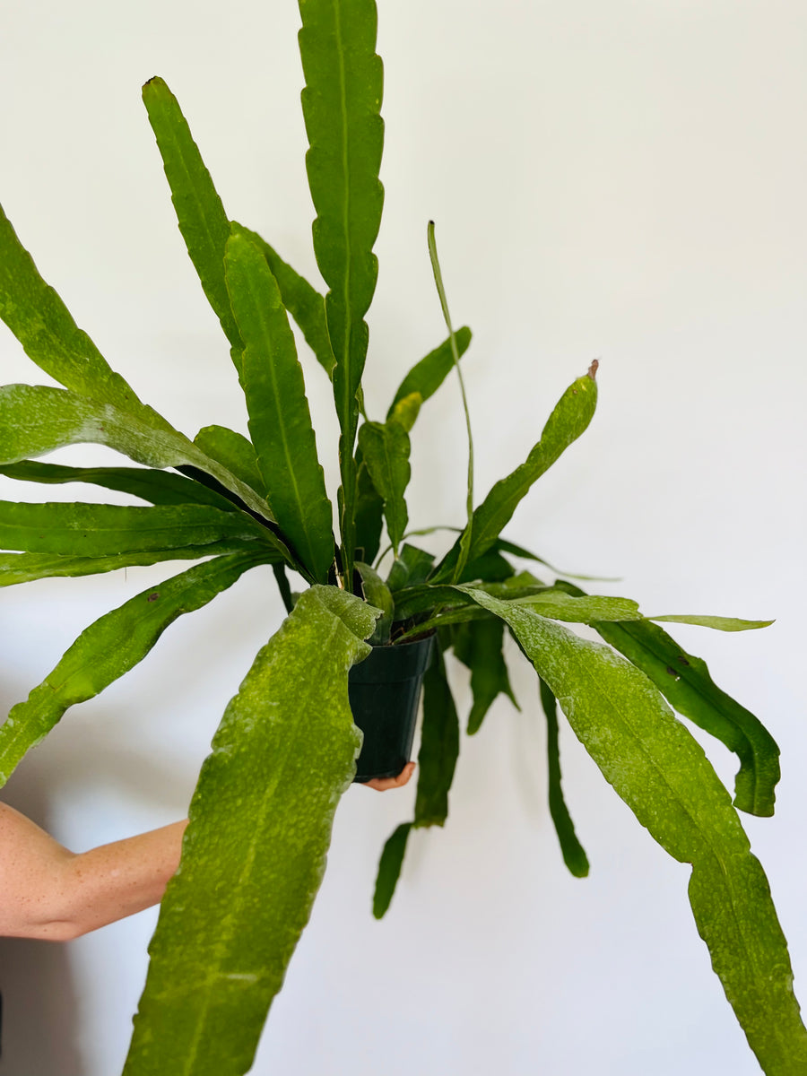 Queen of the Night Cactus - Epiphyllum Hookerii - Large & Beginnning to Trail - 6