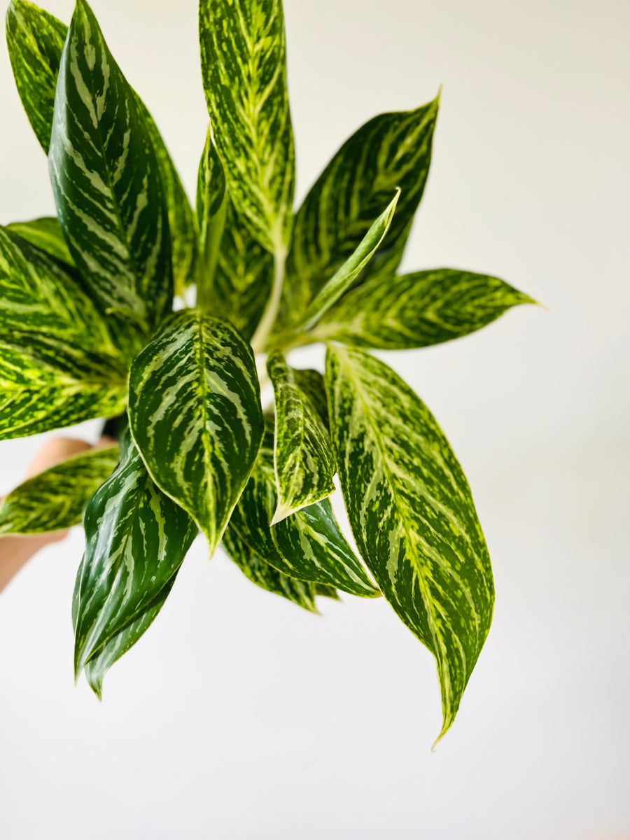 Aglaonema Golden Madonna - 6