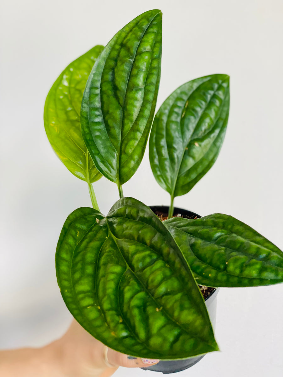 Monstera Peru - 4