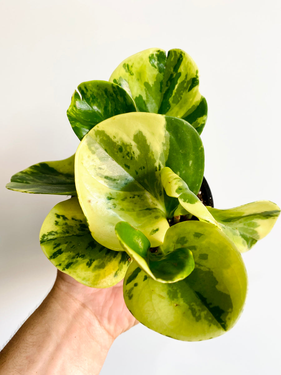 Peperomia Obtusifolia 