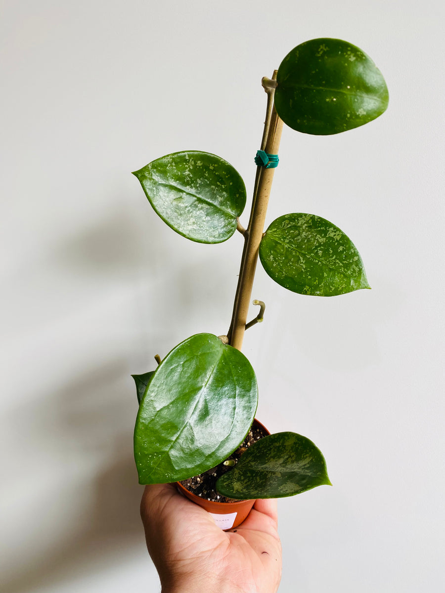 Hoya Verticillata 'Splash w/ Heart Shaped Leaves