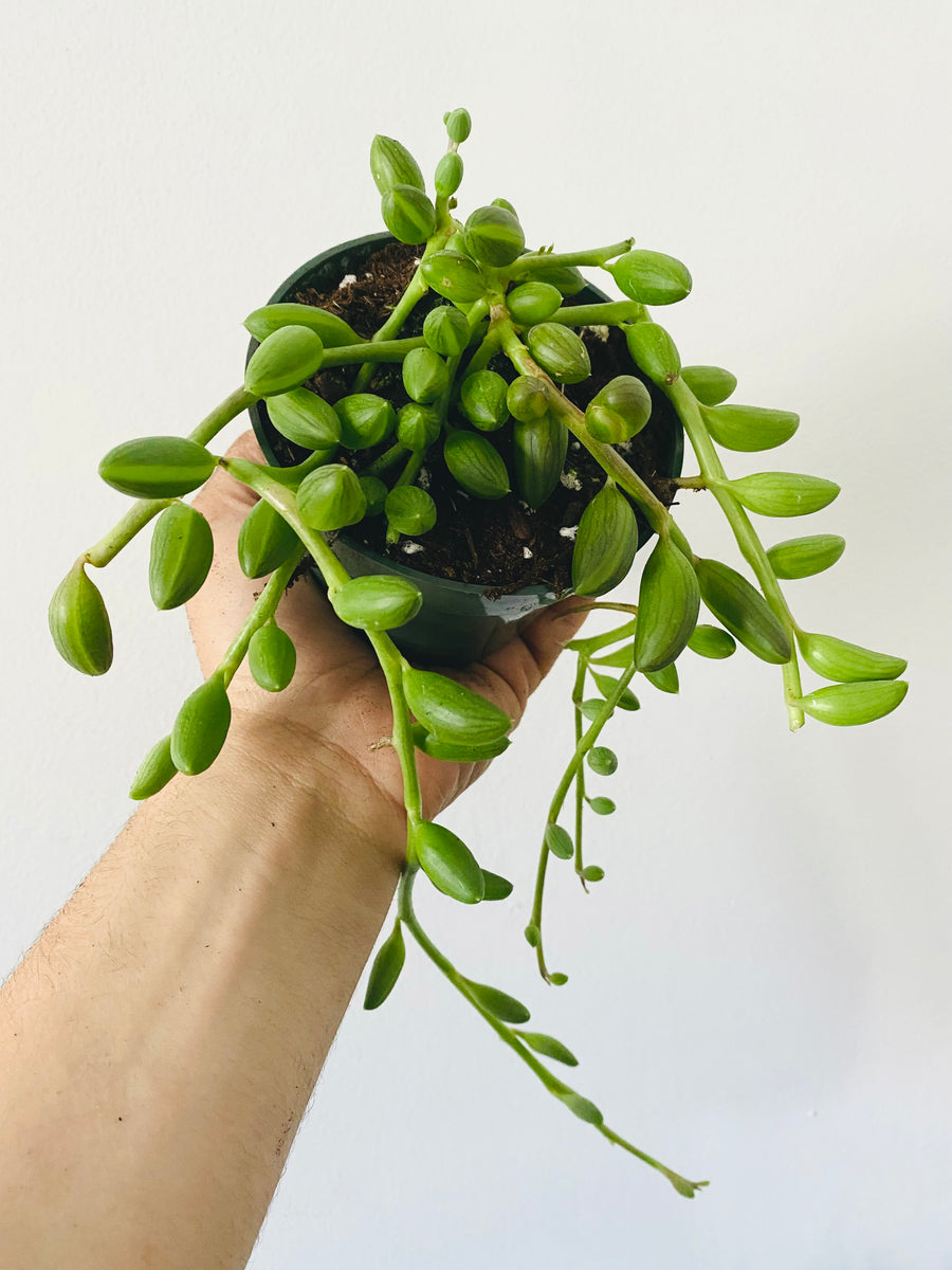 String of Watermelon - Curio Herreanus - 4
