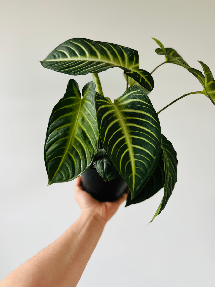 Xanthosoma Lindenii 'Magnificum' - 6