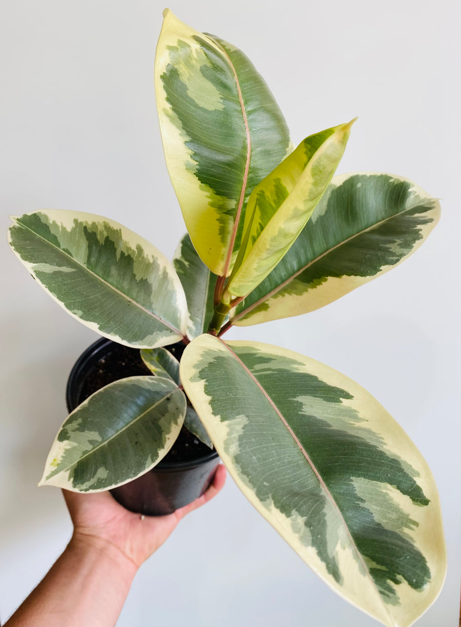 Ficus Tieneke - 6