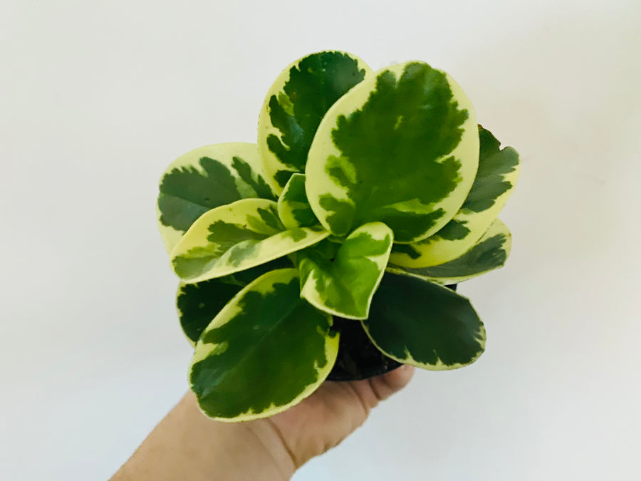 Peperomia Obtusifolia 