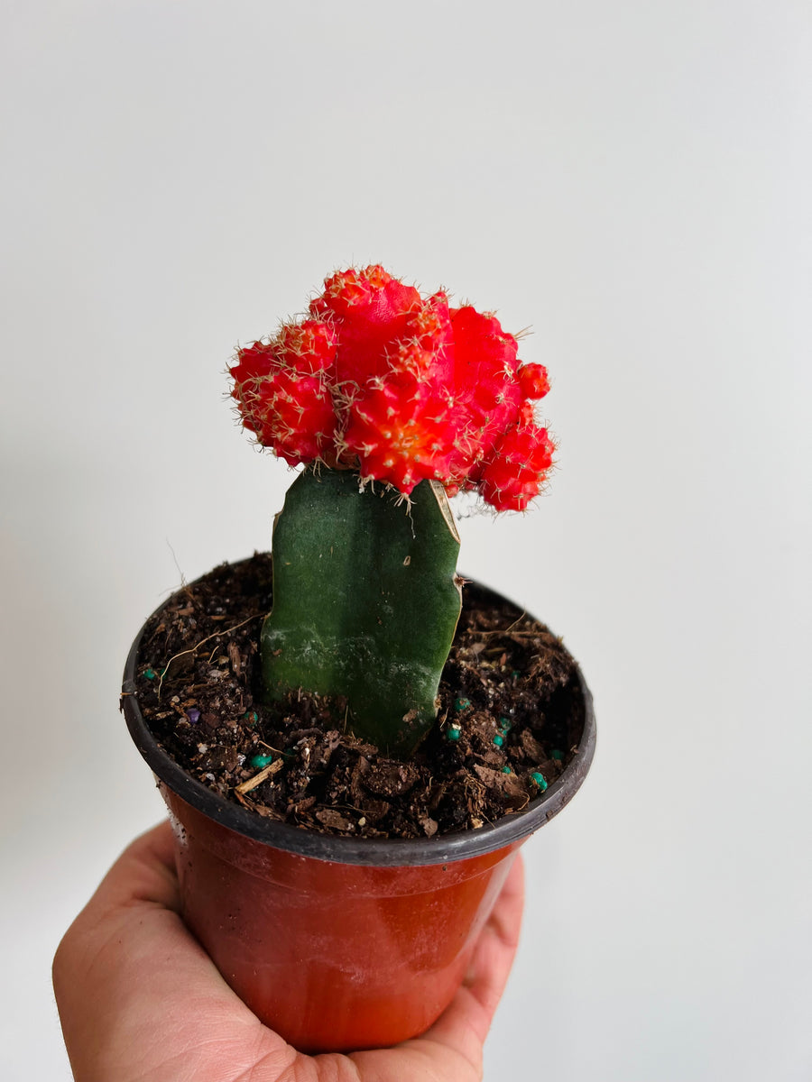 Orange Moon Cactus - Grafted Cactus - 4