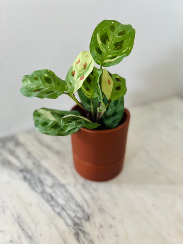 Oliver Self Watering Pot - Burnt Orange - Fits 4