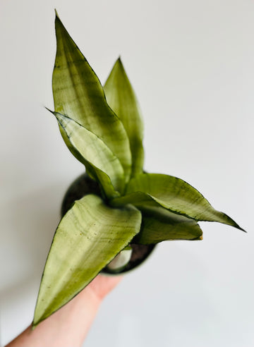 Sansevieria 'Moonshine' - 6