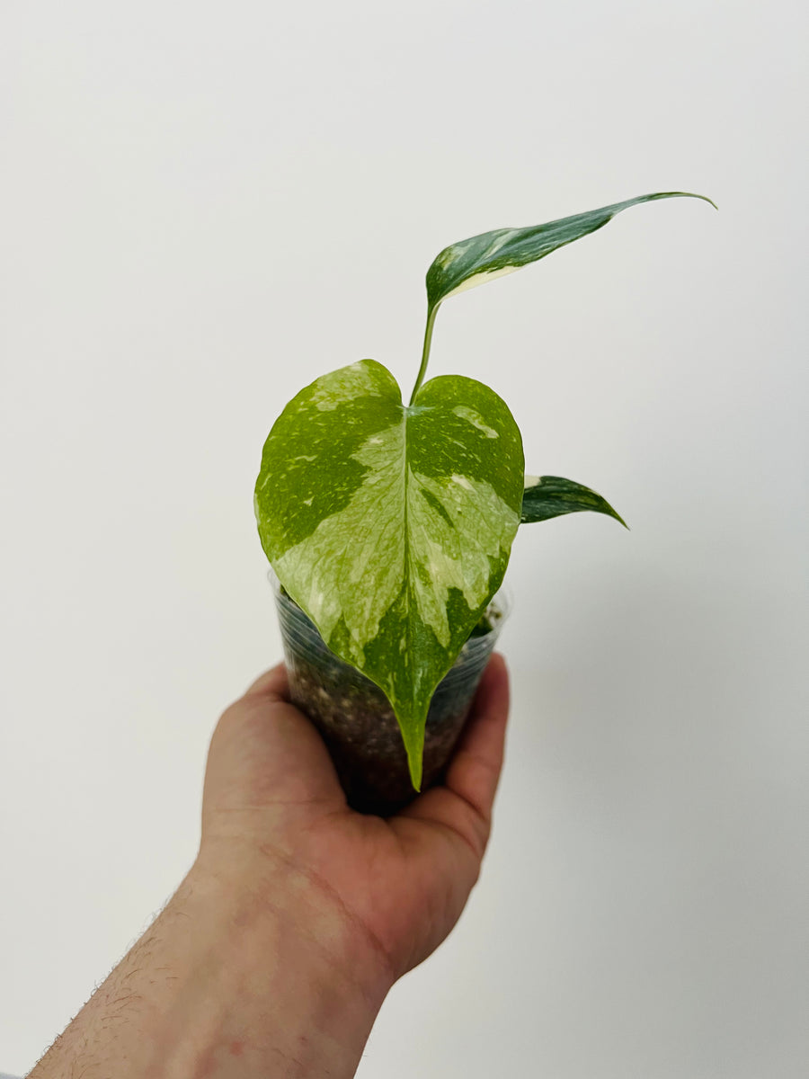 Monstera Thai Constellation - High Variegation