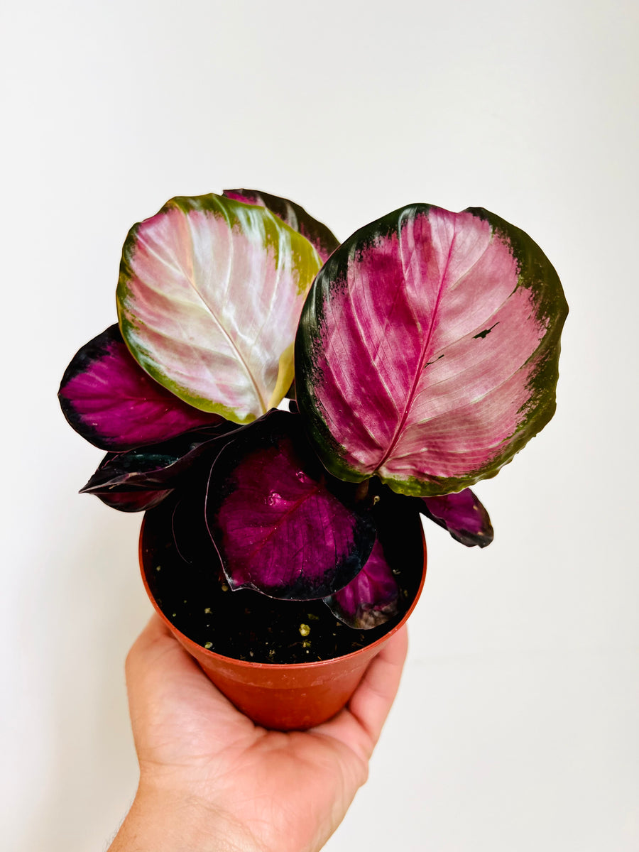 Calathea Purple - 4