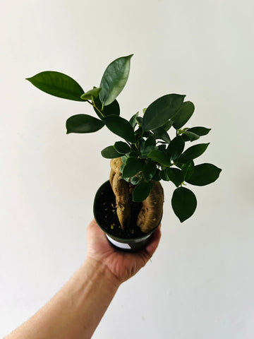 Bonsai Tree - Ficus Microcarpa Ginseng - 4