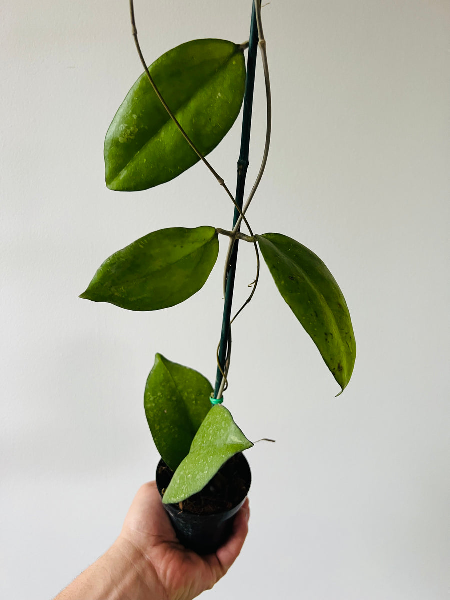 Hoya Noelle - Vitellinoides x Vitellina - 3