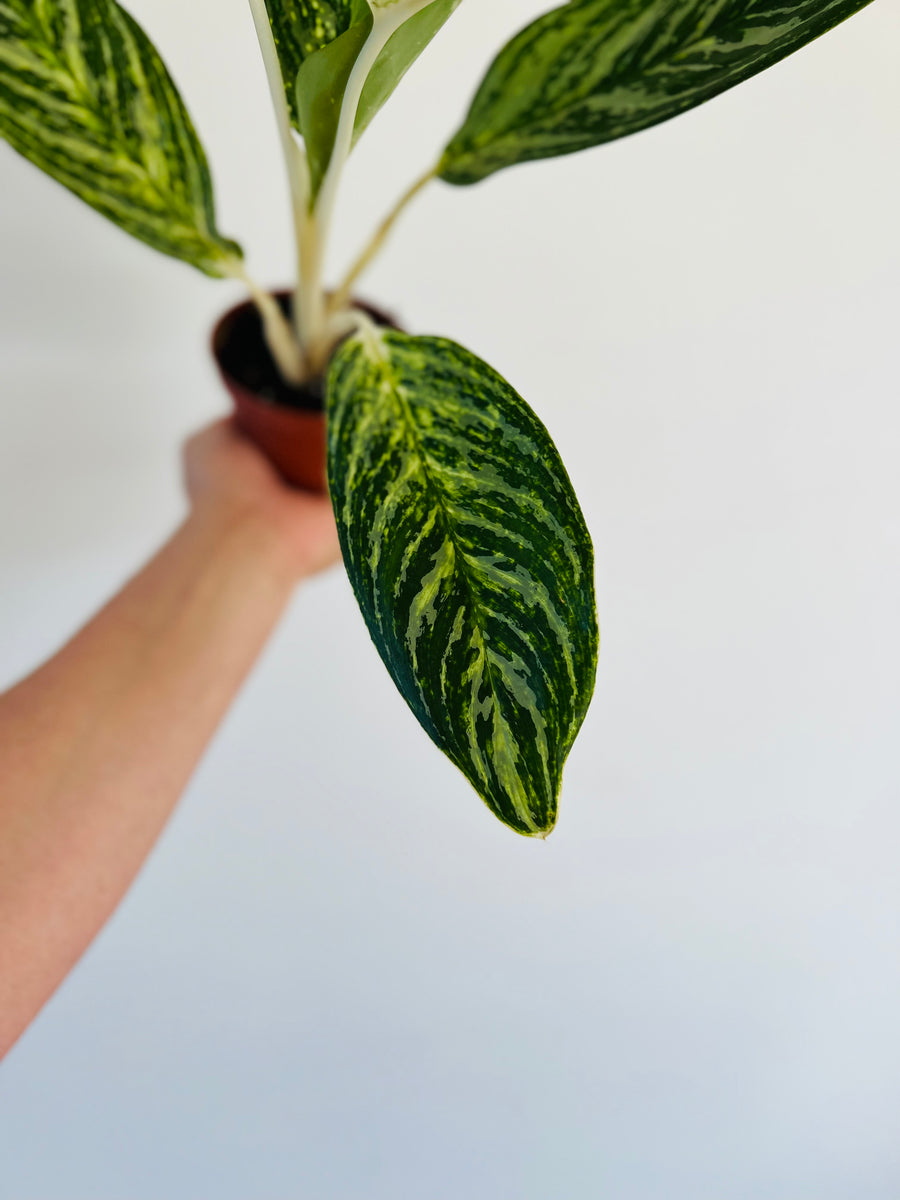 Aglaonema Golden Madonna - 4