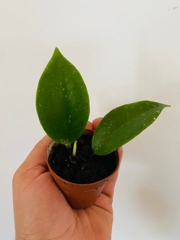 Hoya Sunrise - Starter Hoya - 2