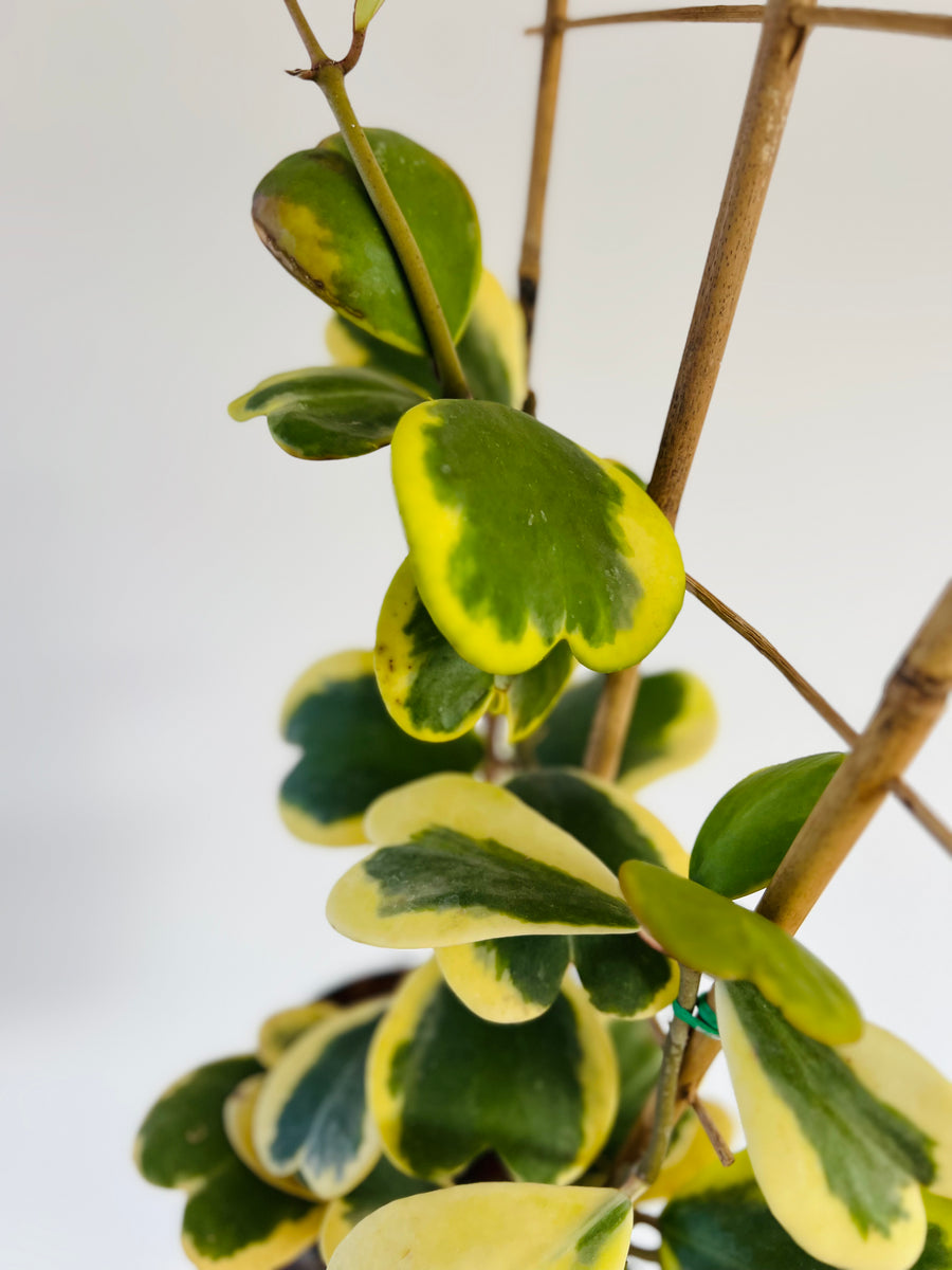 Hoya Kerrii 'Outer Variegated' Vining Trellis - Very Large & Climbing - 6