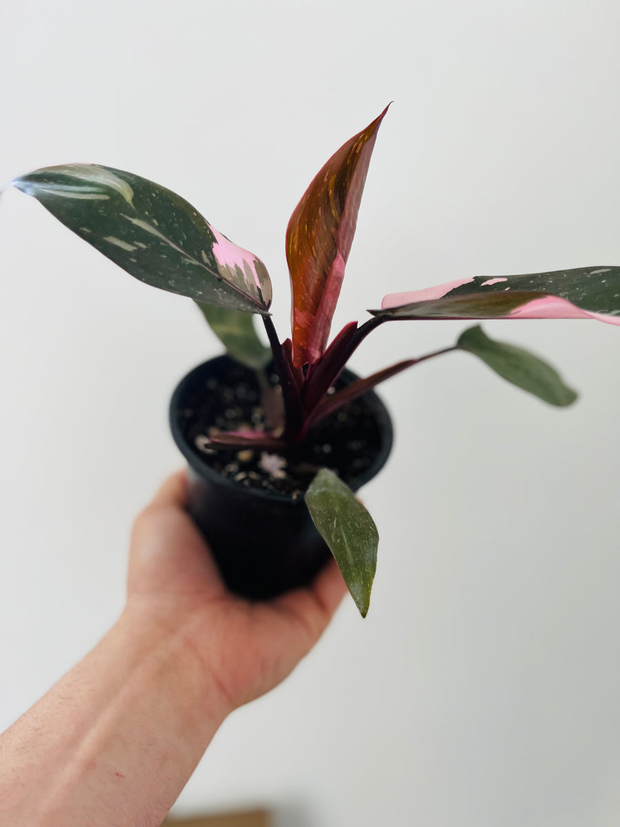 Philodendron Pink Princess - Large Growth - 4
