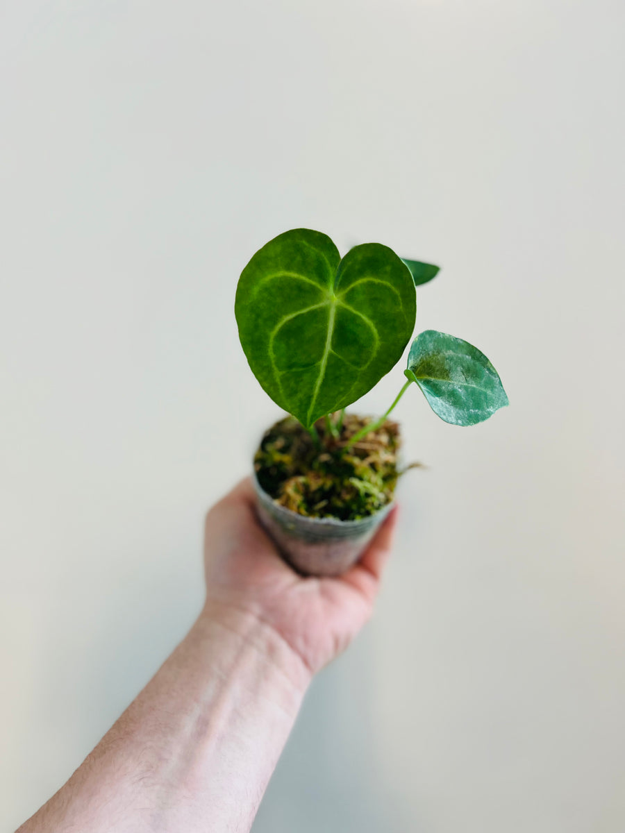 Anthurium Clarinervium - 3.5