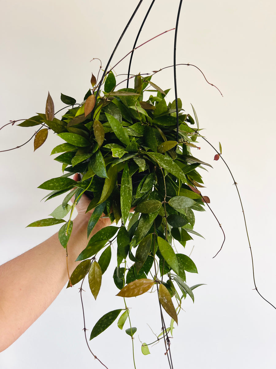 Hoya Gracillis - Very Full & Trailing - 8