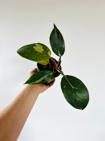 Philodendron White Knight - Medium Variegation - 4