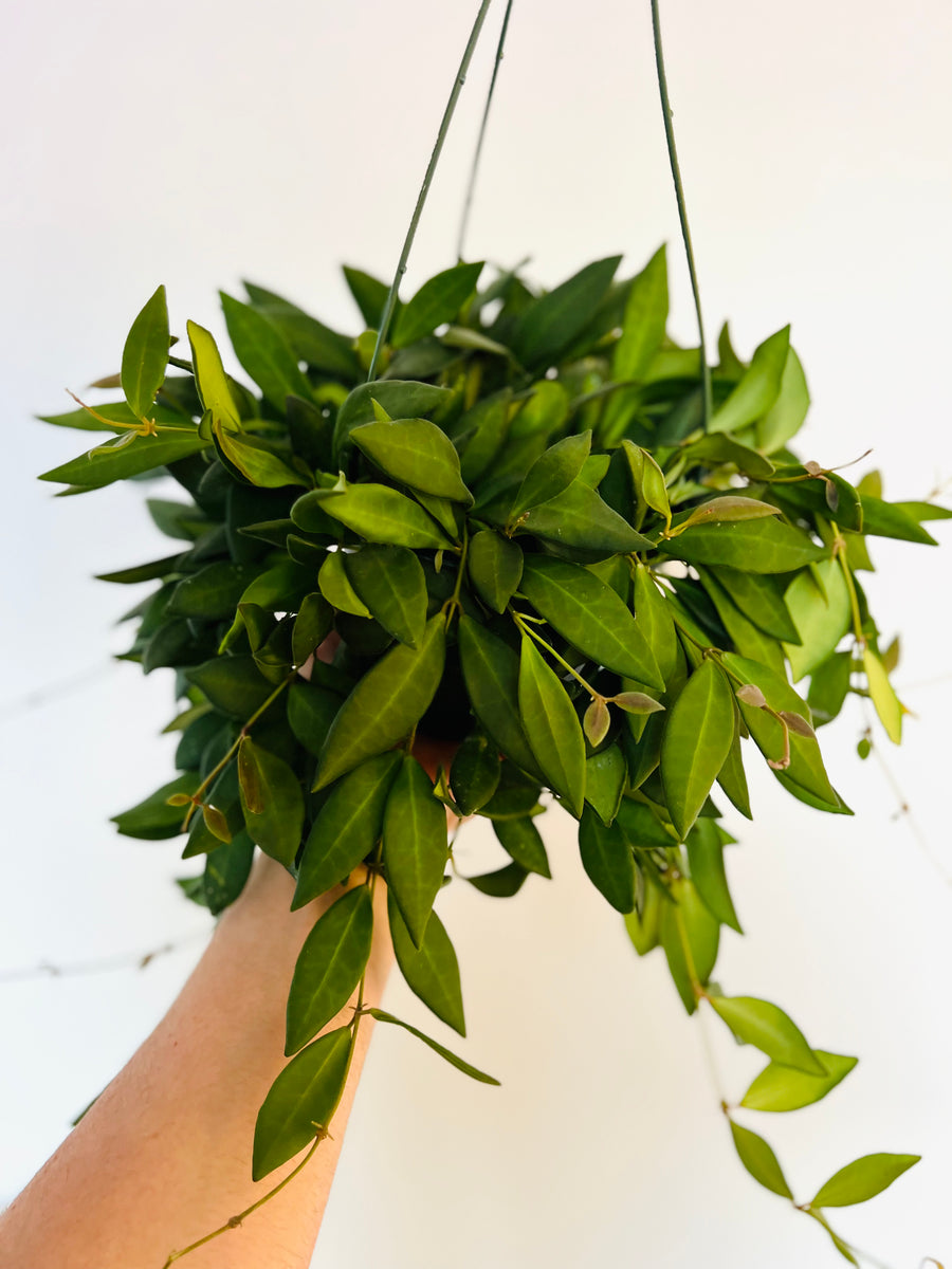 Hoya Burtoniae IML 0724 - Very Full- Honey Hoya - 6