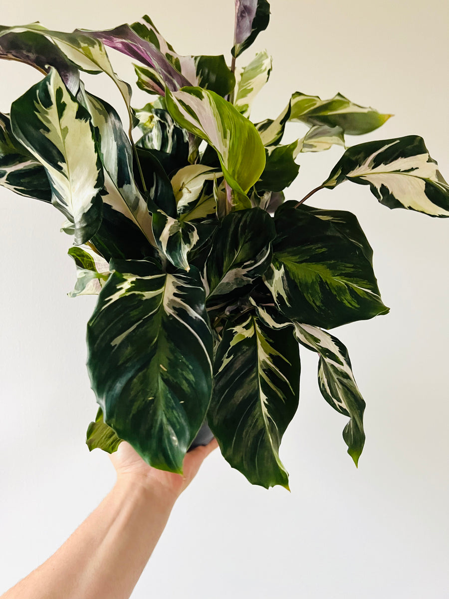 Calathea Stella - Brand New Cultivar - 6