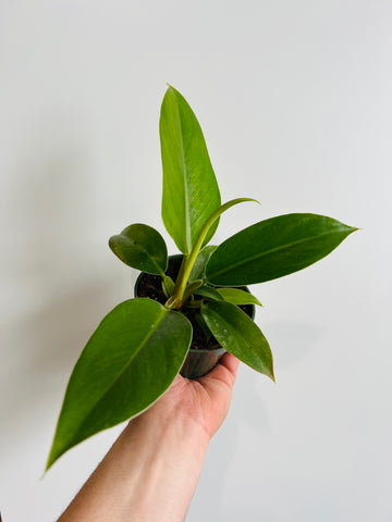 Philodendron Hybrid - Green Princess - 4