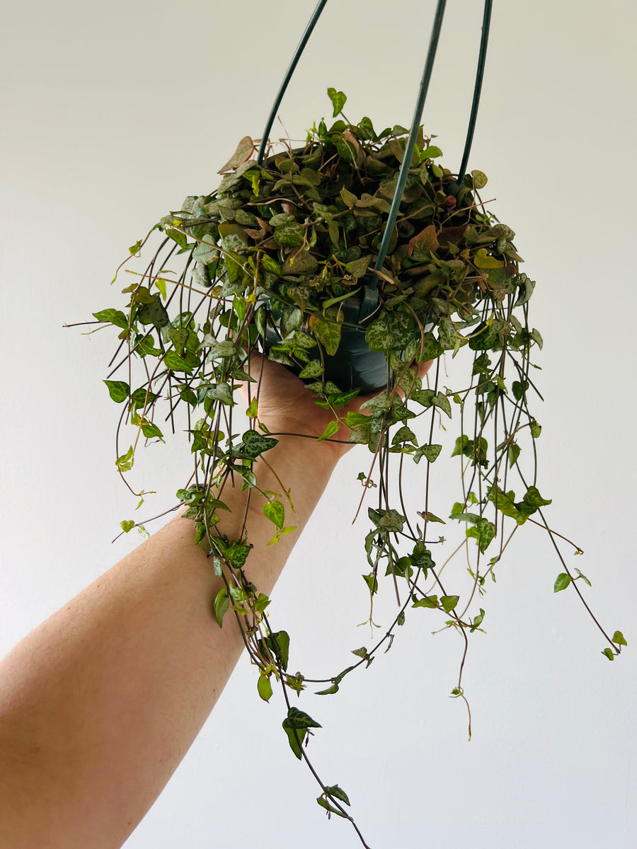 String of Arrows - Ceropegia Woodii - Very Full & Vining - 6