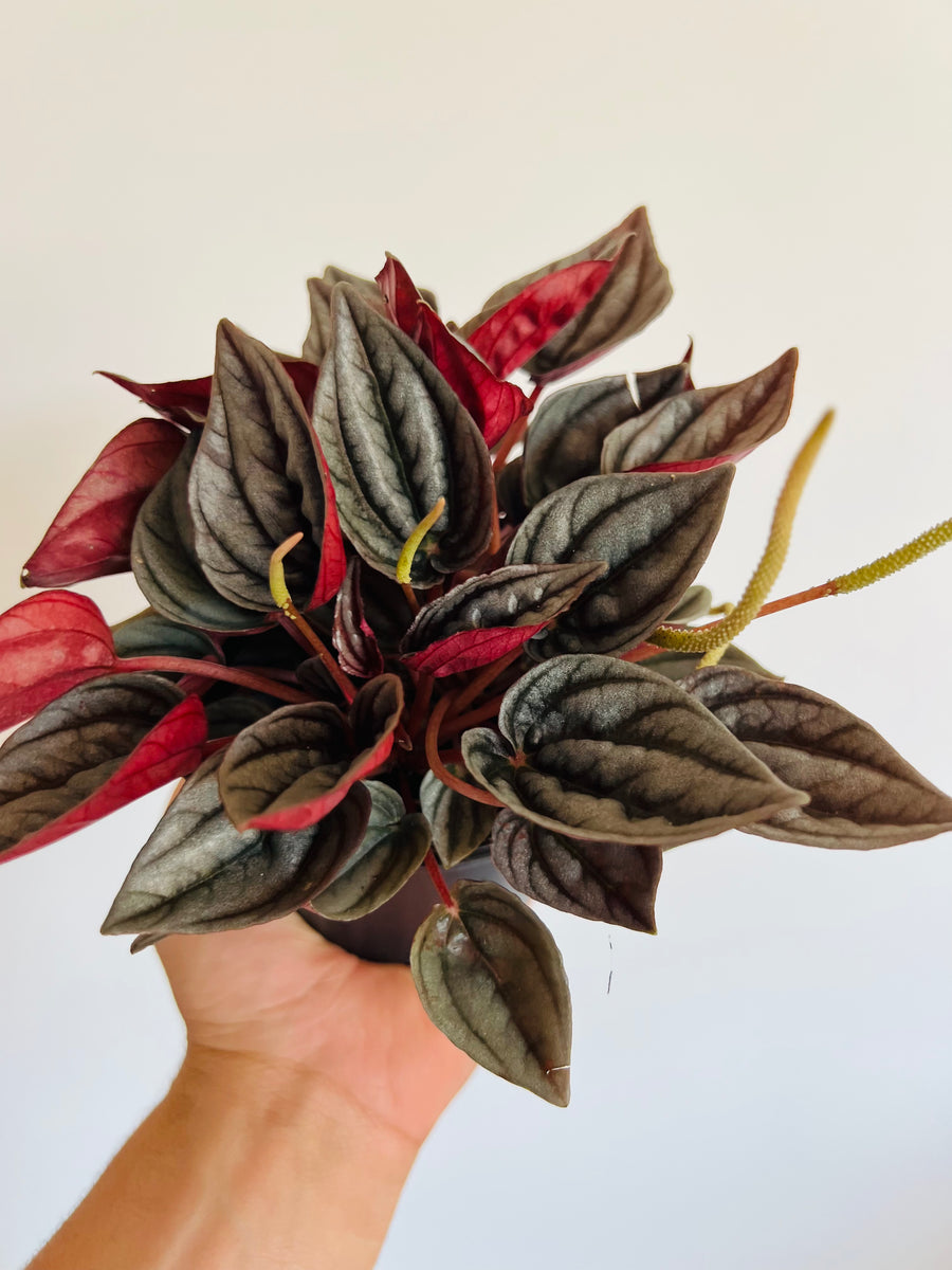 Peperomia Mendoza - 4