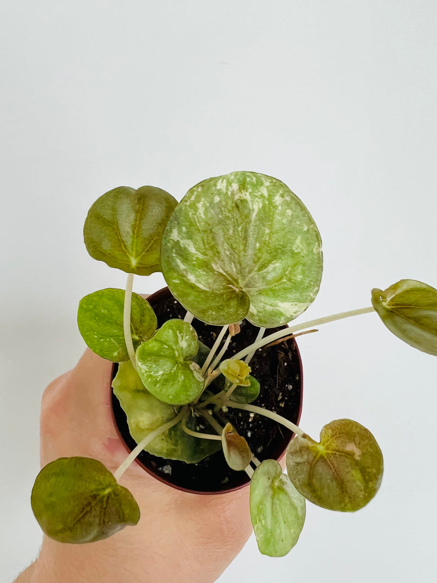 Peperomia Pink Lady - 2