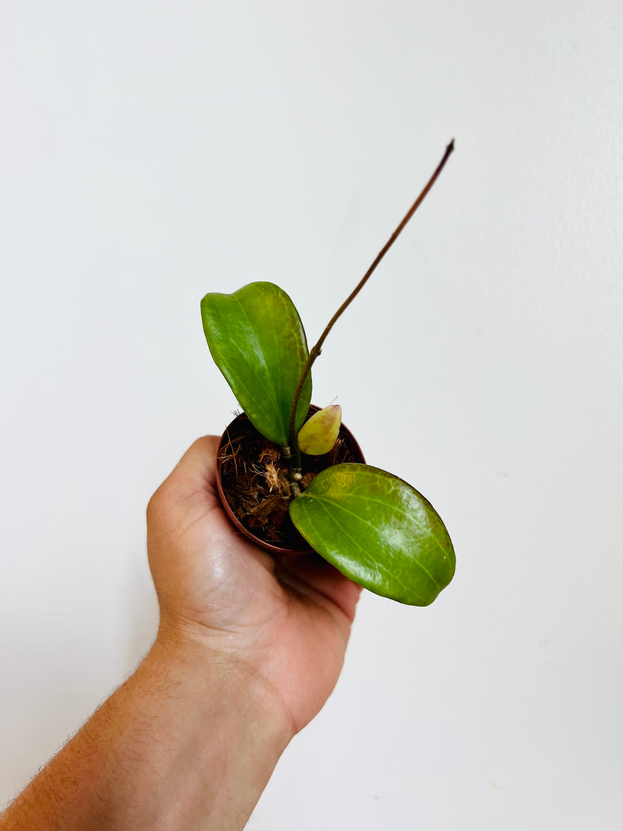Hoya Merrillii - 2