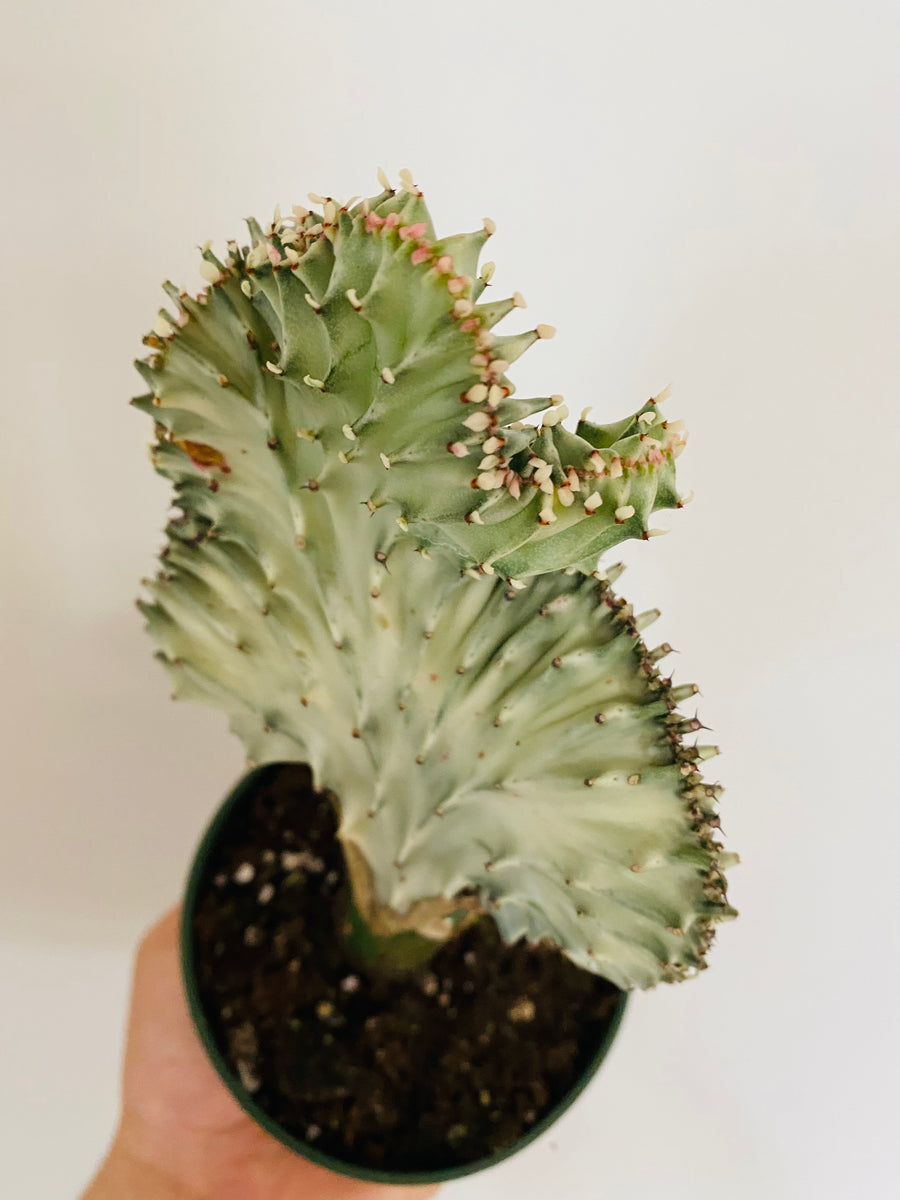 Euphorbia Lactea 'Cristata' - White Coral Cactus - 4