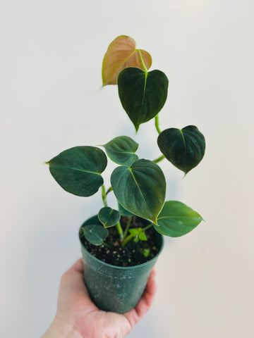 Philodendron Lupinum - 4