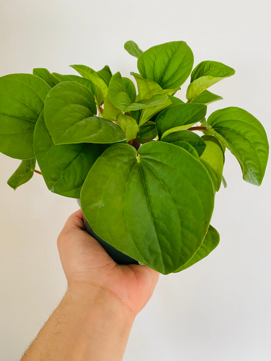 Peperomia Caperata 'Rana Verde' - 4