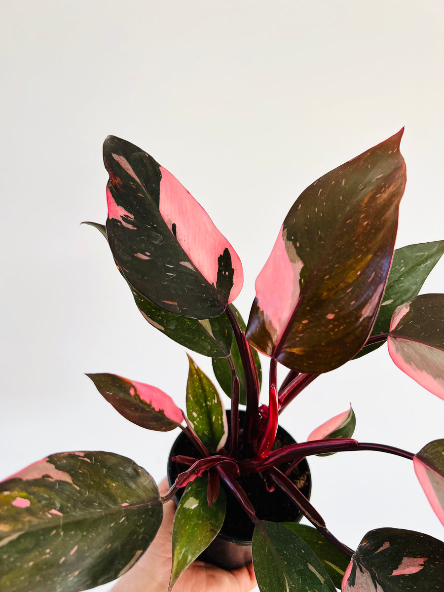 Philodendron Pink Princess Marble - High Variegation - 4