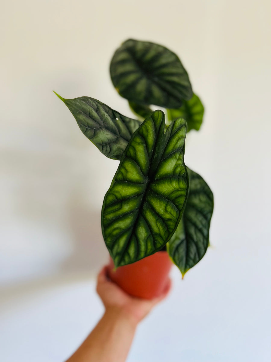 Alocasia Baginda 'Dragon Scale' - Jewel Alocasia - 6