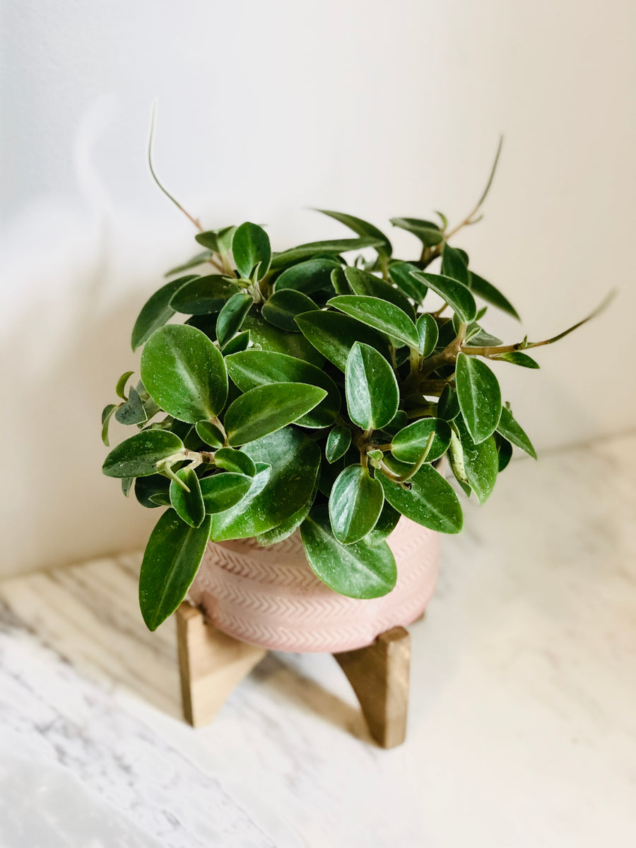 Peperomia Orba 'Pixie' - 4