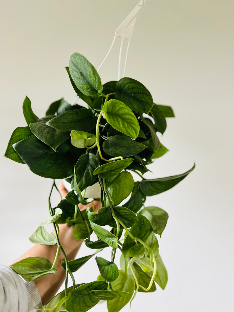 Scindapsus Jade Satin - Full & Trailing - 8