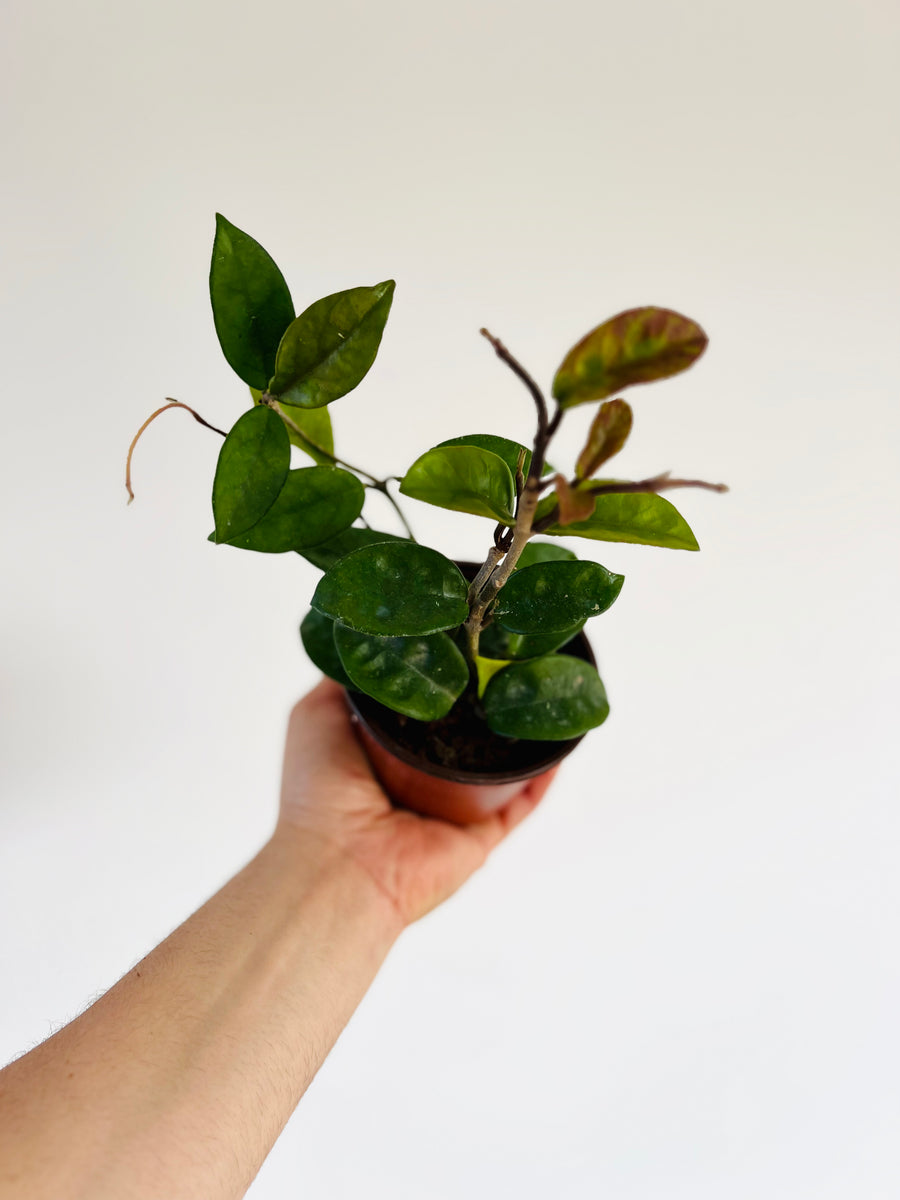 Hoya Krinkle - 4