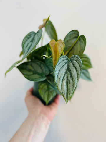 Philodendron Brandtianum - Silver Shield - 4