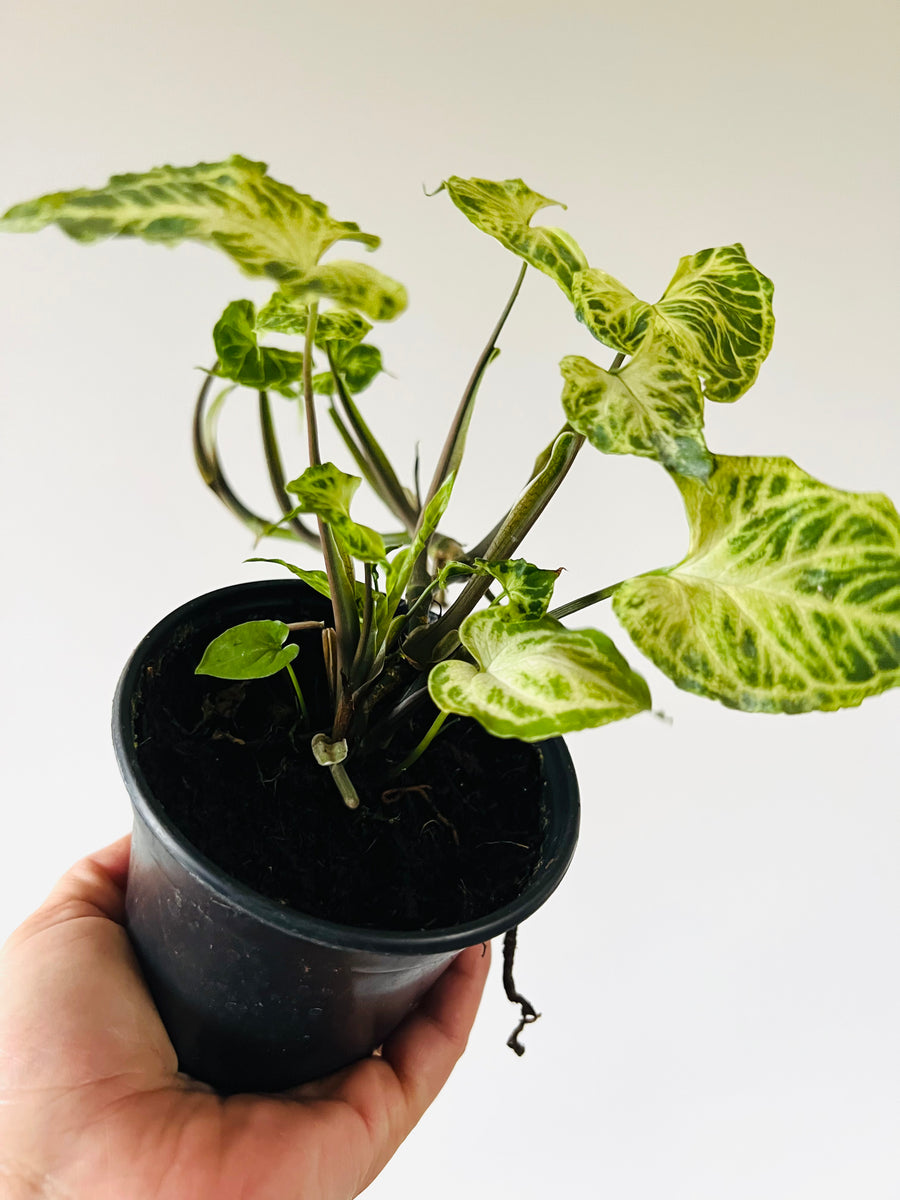 Syngonium Podophyllum 'Batik' - 4