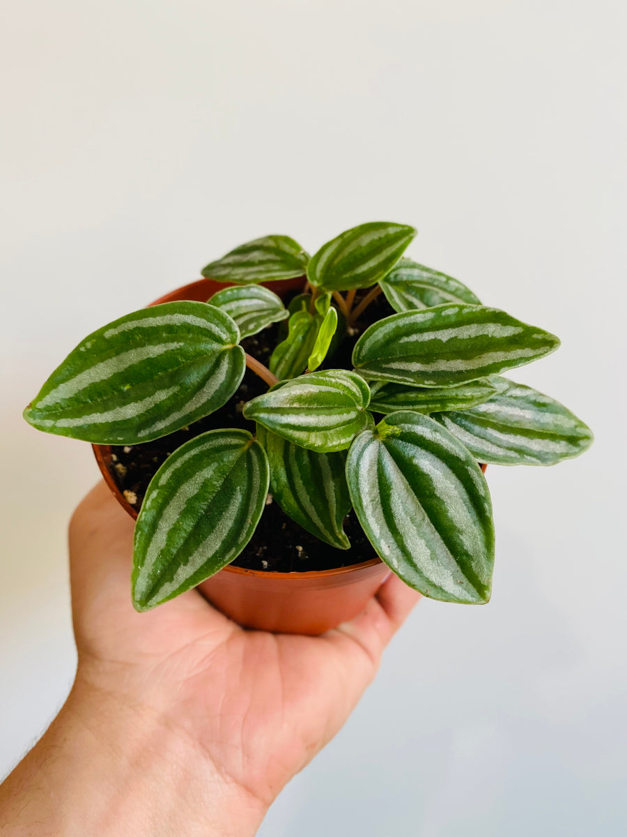 Peperomia Verschaffeltii - 4