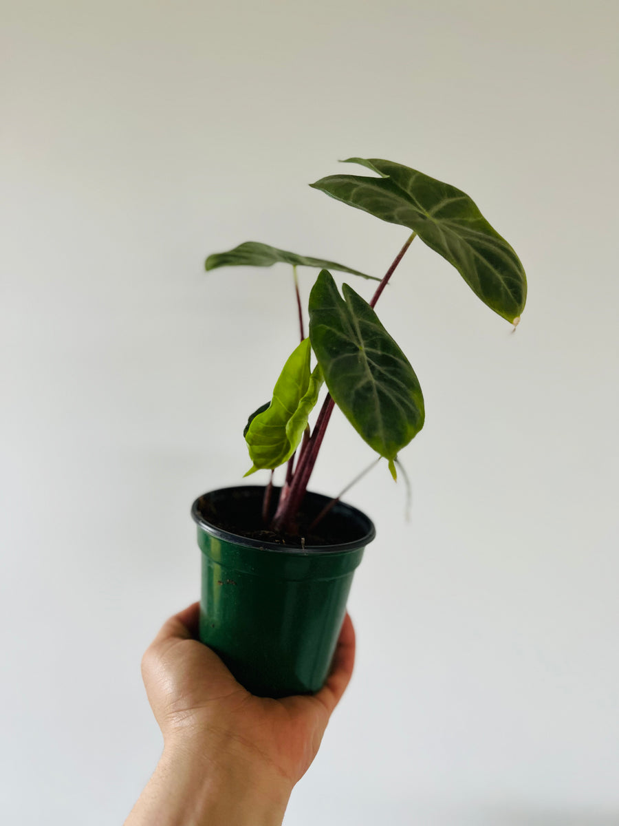 Alocasia Ivory Coast - Jewel Alocasia - 4