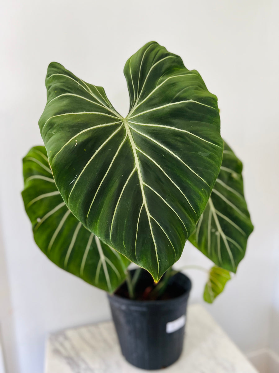 Philodendron Gloriosum - Up to 3 Feet Tall - 10