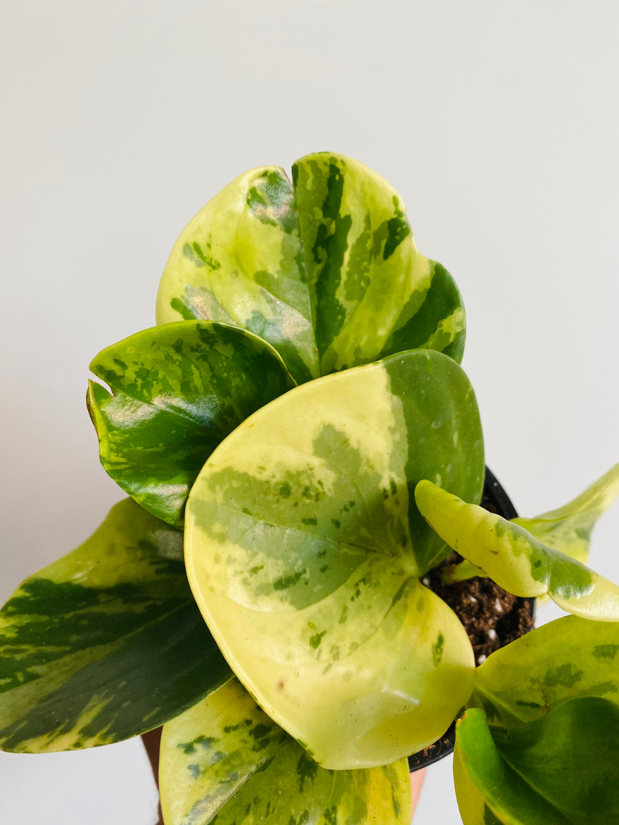 Peperomia Obtusifolia 